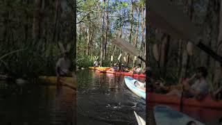Kayak Tour at New orleans Swamp