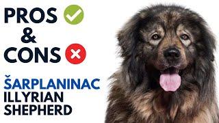 Šarplaninac Pros and Cons | Illyrian Shepherd Jugoslovenski Ovčarski   Advantages and Disadvantages