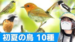 鳥のさえずり初夏の山は鳥がいっぱい！【野鳥撮影vlog】