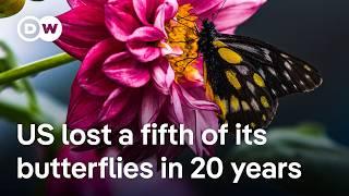 Butterflies disappearing at 'catastrophic' rate in the US according to new study | DW News