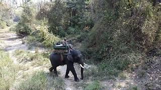 Elephants at Kanha National Park and Tiger Reserve in India