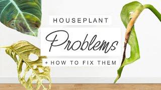 Common Houseplant Problems + HOW TO FIX THEM!  Indoor Plant Issues SOLVED 