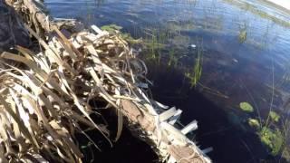Duck hunting OPENING DAY 2016