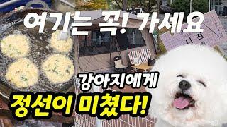 캠핑장을 찾아 헤메는 당신에게 / 퇴원하고 성격이 바뀐 강아지에게 개족여행을 선물한 엄마, 강아지 반응은?【정선 동강 생태체험학습장 팻캠핑장에서 추억 만들기】