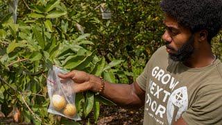 Protecting Your Farm's Fruit Production: A Guide To Fruit Bagging