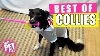 Best Border Collies of 2019  | Funny Pet Videos