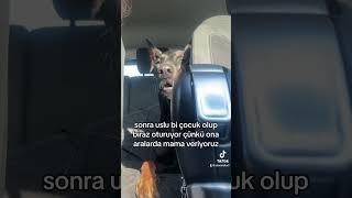 Köpeğimle araba yolculuğu yapıyoruz 🫠🩷 #köpek #arabayolculuğu #roadtrip #dogs