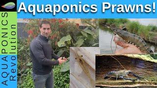 Growing prawns in aquaponics