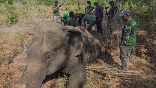 Lost and Sick Elephant Gets the Treatment It Needs to Recover