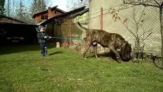 Varro | Presa Canario with our 3 years old son