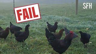 Homestead Failure | What we learned with our dual purpose chickens