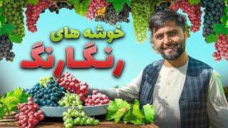 گزارش ویژه - تنوع انگور در باغی که 4200 تاک دارد