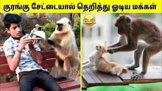 குரங்குகள் செய்யும் அட்டகாசங்கள் | Monkey Funny Moments In Tamil | Tamil Amazing Facts