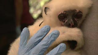 Incredibly Rare Lemurs Re-Released in the Wild | BBC Earth