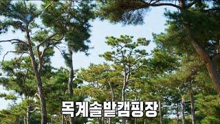 솔향 가득 힐링 쉼터! 목계솔밭 캠핑장