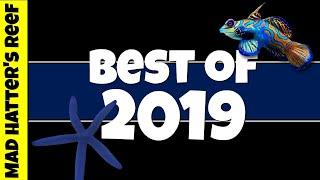 Best Reef Tank Videos of 2019 |  Mad Hatter's Reef