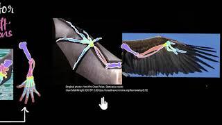 Homologous & analogous structures | Heredity & Evolution | Biology | Khan Academy