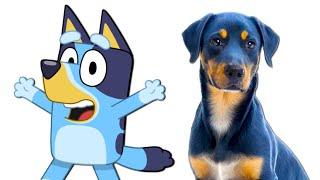 BLUEY CHARACTERS AND THEIR FAVORITE ANIMALS