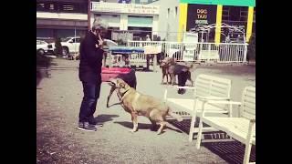 best dog training in vancouver canada communication daycare hotel kennel richmond trainer downtown r