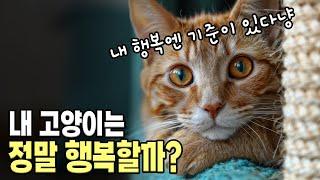 내 고양이는 지금 행복할까요? 고양이 행복의 기준은 뭘까요?