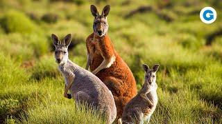 Just Kangaroos: Through the Outback, Australia | Full Documentary