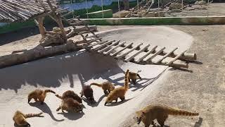 Brown-nosed coatis and Raccoons in mixed enclosure