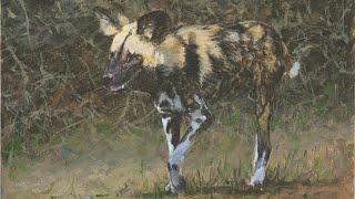 Acrylic Tips &  Wildlife Painting - A Cape Hunting Dog