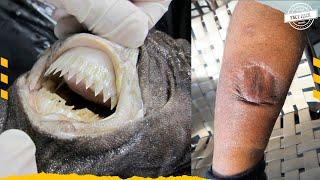 A Shark That Doesn't Kill To Eat | Cookie Cutter Shark