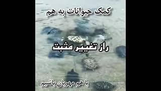 عجب صحنه ای ؟ #فیلم #کمک_حیوانات #همیاری #کمک_به_همدیگر #ایران #بیستمین_گلریزان #همیاری #راز_موفقیت