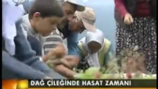 Dağ Çileğinde Hasat Zamanı-Hendek Dikmen Köyü - Kanal 7 Ana Haber Videoları.mov