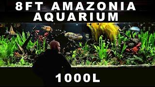 8ft AMAZONIA: EPIC FULL BUILD (AQUASCAPE TUTORIAL)