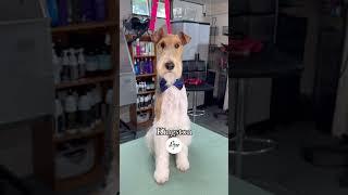 Dog gets a GLOW UP! #foxterrier #doggrooming #handstripping #pet #dog #cutedog #doglover #short