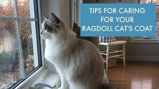 How to Care For Your Ragdoll Cat's Coat