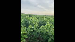 Mulberry tree of Thai variety In uganda iran agro farm for silk production . Iran agro . Afro silk