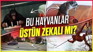 Hayvan Zekası: Hayvanlar da İnsanlar Gibi Zeki mi?