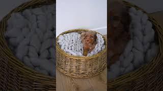 We love our unique sheepadoodles #dogsofyoutube #puppies #doodle #puppy #sheepadoodle #dogs