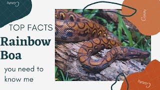 Epicrates Cenchria facts  Rainbow Boa  Slender Boa  endemic to Central and South America