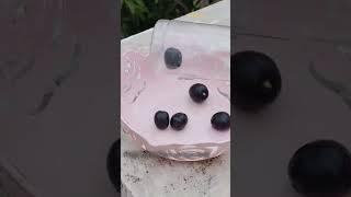 fresh fresh from our own tree...#jamun #Java plum  #black plum