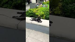 1-2-3, 木頭人（汪！） #frenchbulldog #dog #dogshorts #doglover #blackdog #cutedog #shorts #shortvideo #いぬ