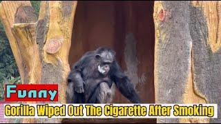 Gorilla Wiped Out The Cigarette After Smoking