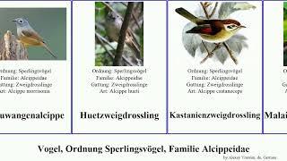 Vogel, Ordnung Sperlingsvögel, Familie Alcippeidae bird Passeriformes Malaienzweigdrossling Yung