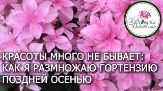 Гортензий много не бывает.  Как получить много гортензий, практически, из отходов