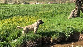 ÇOBANIN KAMERASI KANALINDAKİ ALOŞU BİR AKRABAM ALIYOR