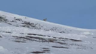 Chugach Alaska Mountain Goats