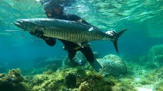 KING MACKEREL SEASON!!! BANTON SPEARFISHING'PHILIPPINES