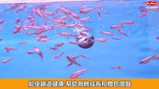 GEX善玉菌孔雀、燈科、小型魚健康飼料