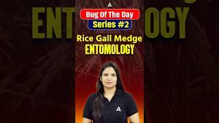 Bug of the series #2 by Meenakshi maam #agricultureadda247 #ibpsafo #ibpsafo2025 #entomology