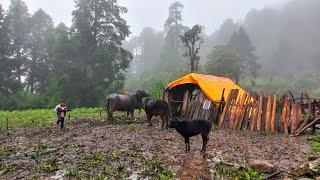 Nepali Mountain Village Life | Shepherd Life | Rainy Day | Organic Shepherd Food | Real Nepali Life