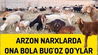 250 BOSH BUG'OZ ONA BOLA QO'YLAR SOTILADI