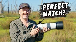 Canon R7 & RF200-800mm Field Tested - Incredible Reach